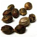 Семена марихуаны АК-47  (Seeds AK-47) в Покровске